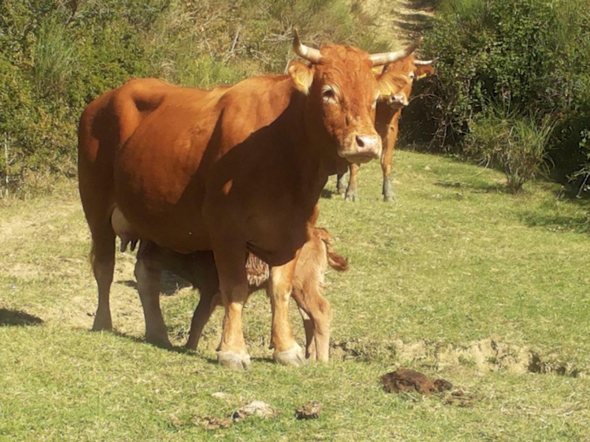 Agroturismo Foglie